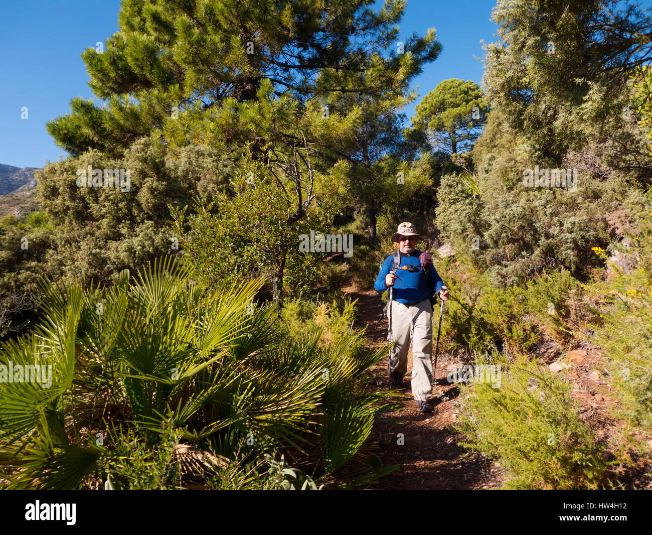 Sierra Blanca Wald in der Nähe von Refugio Juanar, Provinz Ojen Malaga Costa del Sol Andalusien Spanien Südeuropa Wandern Stockfoto