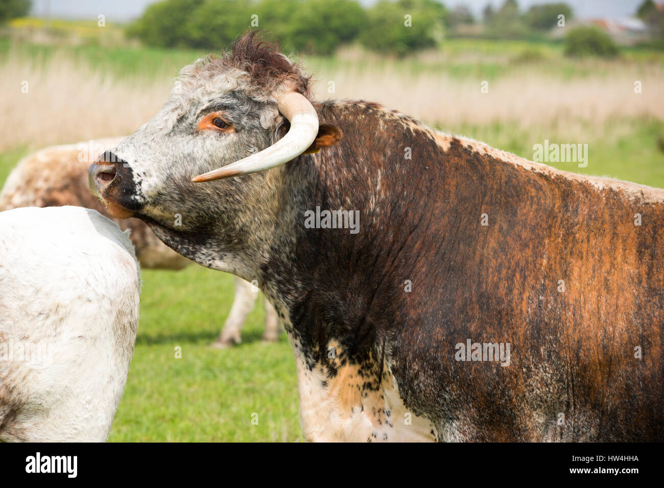 Eine englische Longhorn Stier mit Kühe auf einem Feld am Steart Punkt, Somerset, UK. Stockfoto