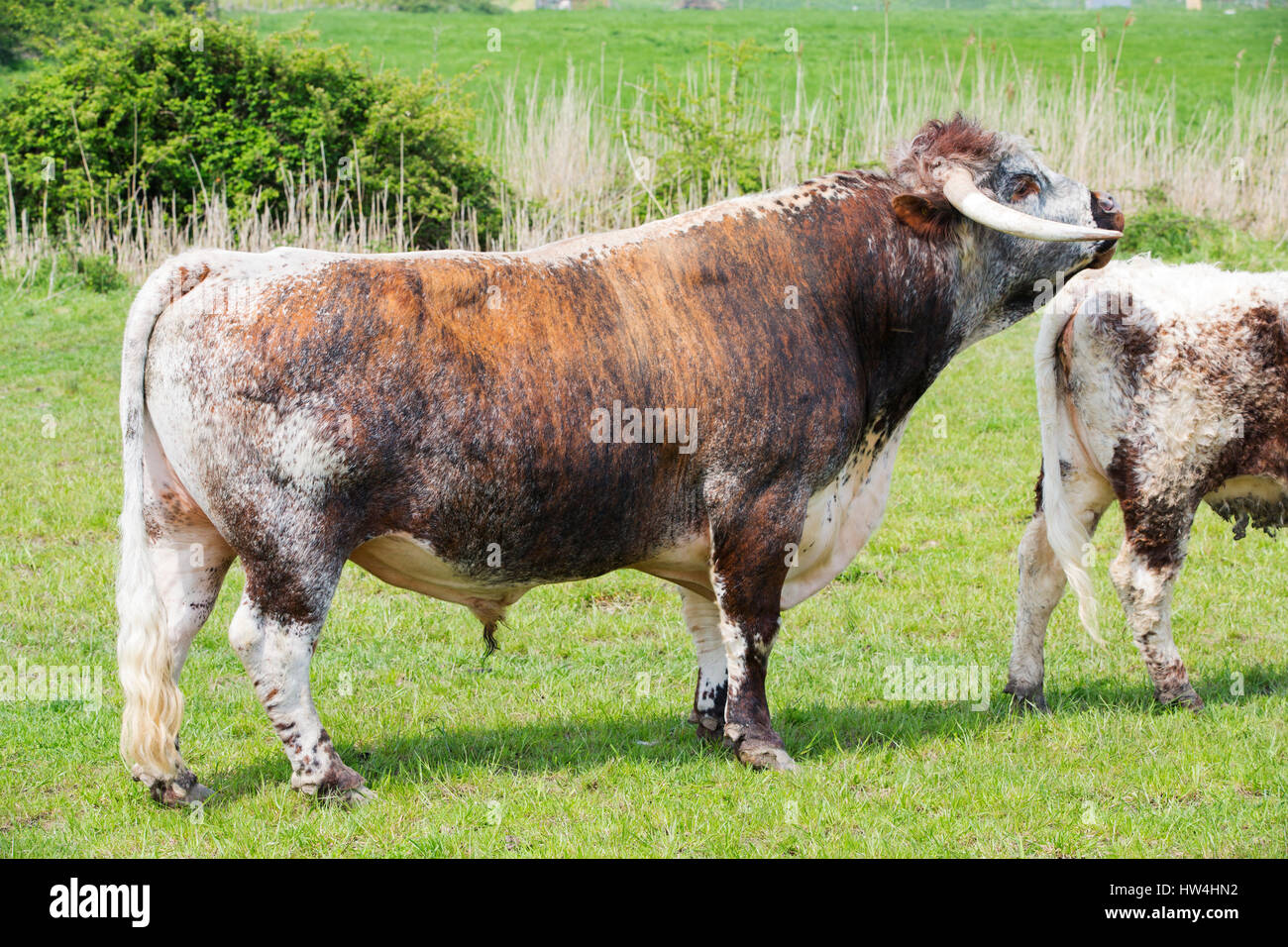 Eine englische Longhorn Stier mit Kühe auf einem Feld am Steart Punkt, Somerset, UK. Stockfoto