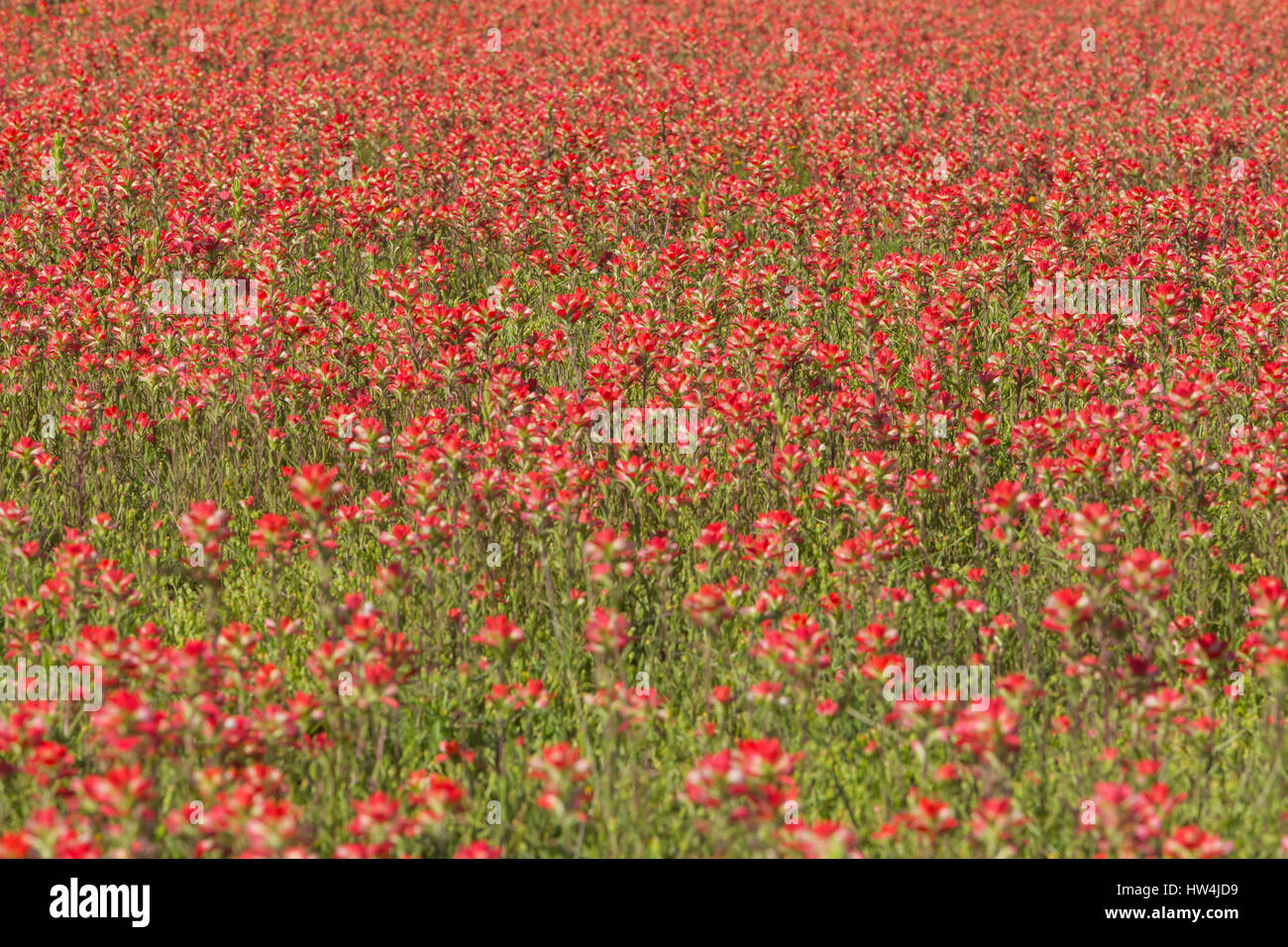 Entireleaf Indian Paintbrush (Castilleja Indivisa) Feld, Llano County TX, USA, Llano County TX, USA Stockfoto