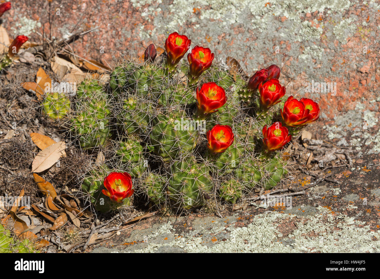 Claret Cup Kaktus (Echinocereus Triglochidiatus), Willow City Loop Road, TX, USA Stockfoto
