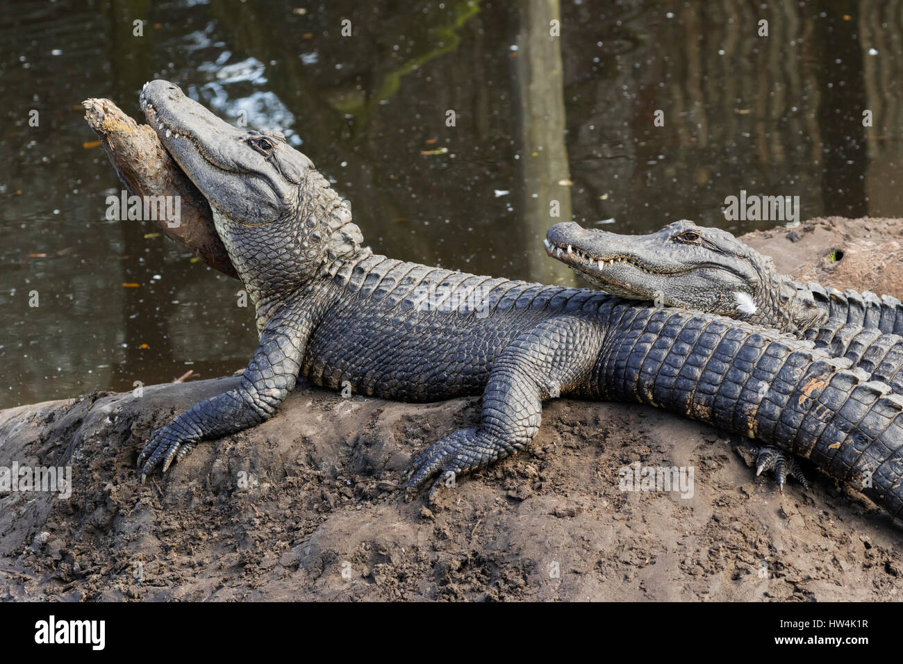 Amerikanischer Alligator (Alligator Mississippiensis) ruht auf einem Bein, St Augustine, FL, USA Stockfoto