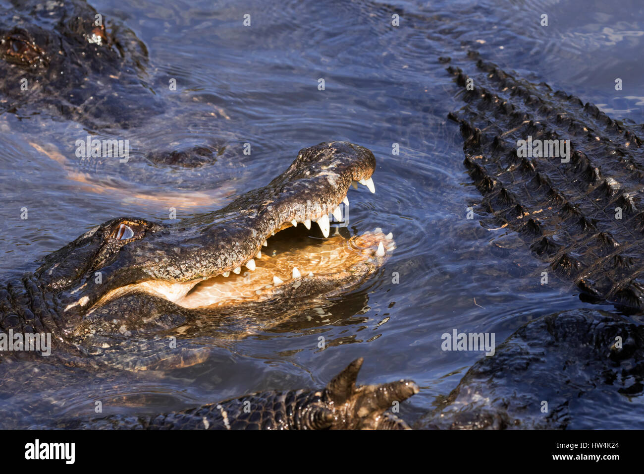 Amerikanischer Alligator (Alligator Mississippiensis) Porträt, St Augustine, FL, USA Stockfoto