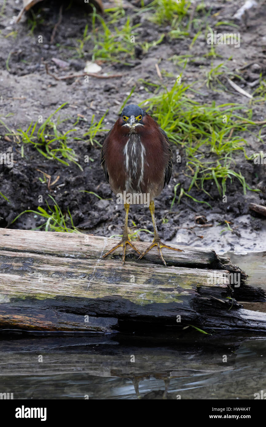 Grün Heron (Butorides Virescens) auf einem Baumstamm, St Augustine, FL, USA Stockfoto Grün Heron (Butorides Virescens) auf einem Baumstamm, St Augustine, FL, USA Stockfoto