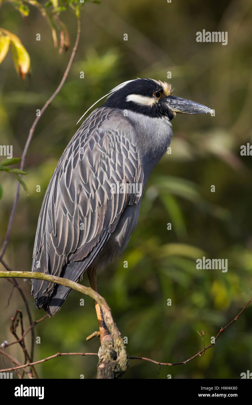 Gelb-gekrönter Nachtreiher (Nyctanassa Violacea) thront auf einem Ast, St Augustine, FL, USA Stockfoto