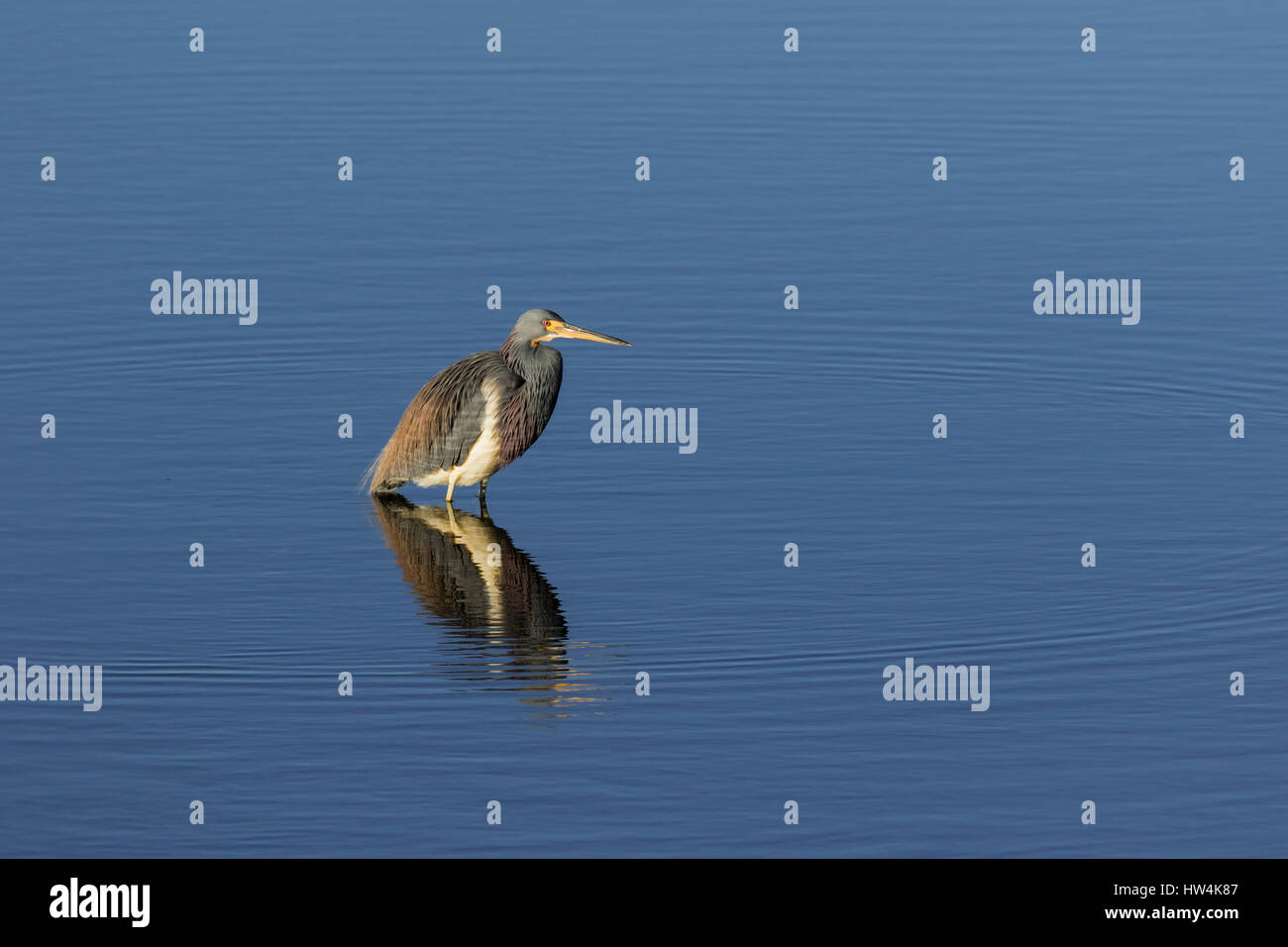 Dreifarbigen Heron (Egretta Tricolor) stehen im Wasser, St. Marks National Wildlife Refuge, FL, USA Stockfoto