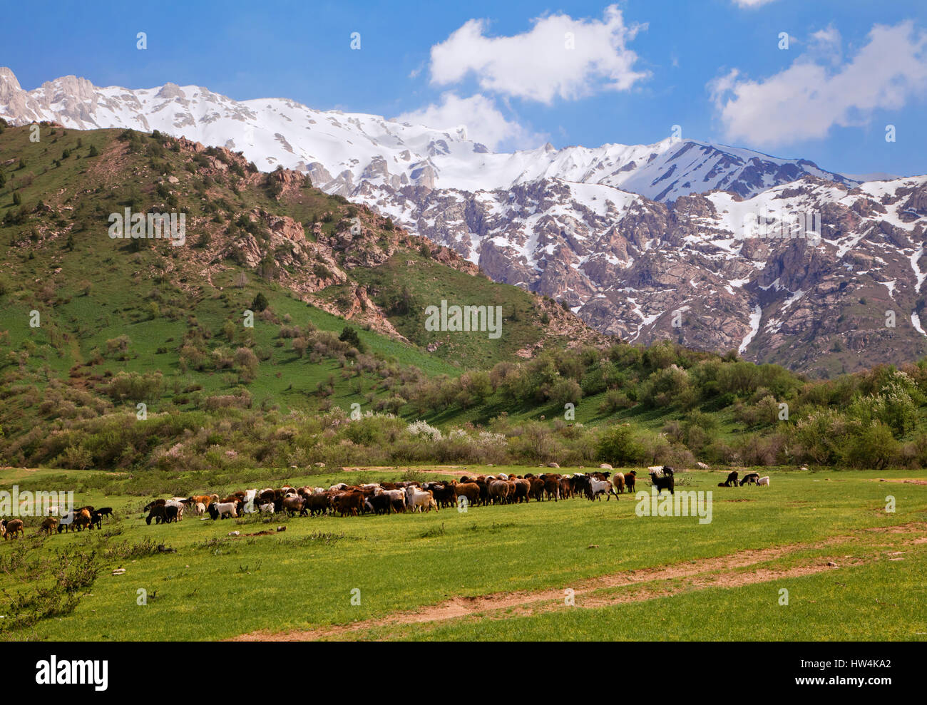 Tschimgan Berge, Usbekistan, an einem sonnigen Tag Stockfoto