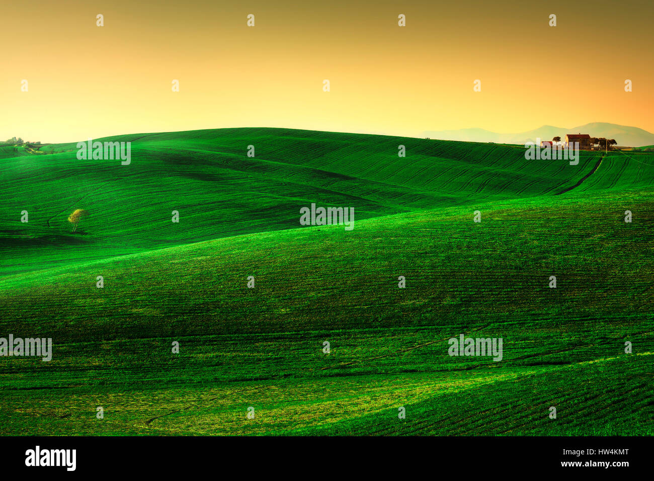 Tuscany Frühling, sanften Hügeln am Sonnenuntergang. Landschaft im ländlichen Raum. Grüne Felder, einsame Olivenbaum und Ackerland. Volterra, Italien, Europa Stockfoto