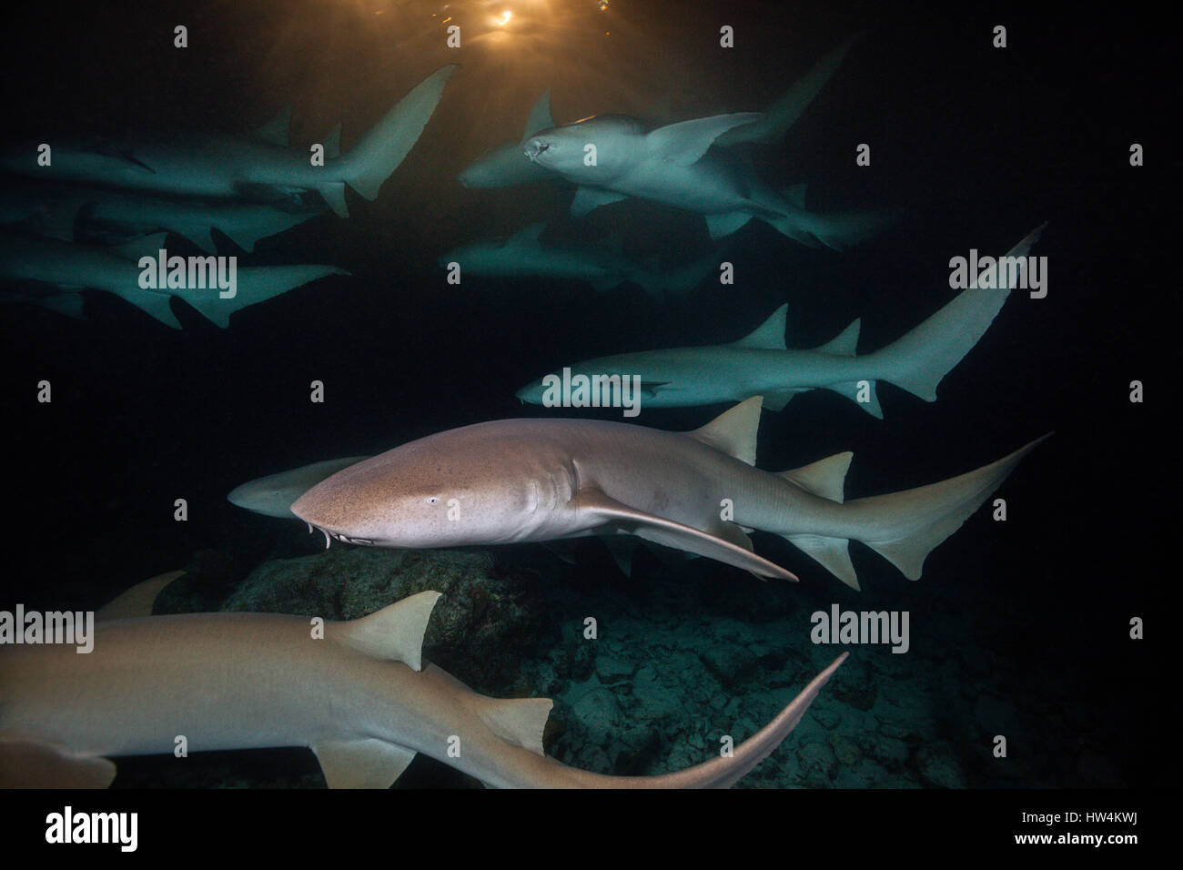 Gruppe der Ammenhai nachts Nebrius Ferrugineus, Felidhu Atoll, Malediven Stockfoto