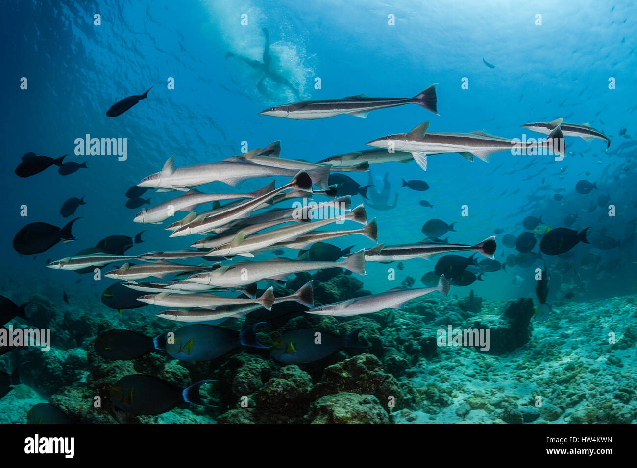 Schwarm von Suckerfish, Echeneis Naucrates, Felidhu Atoll, Malediven Stockfoto