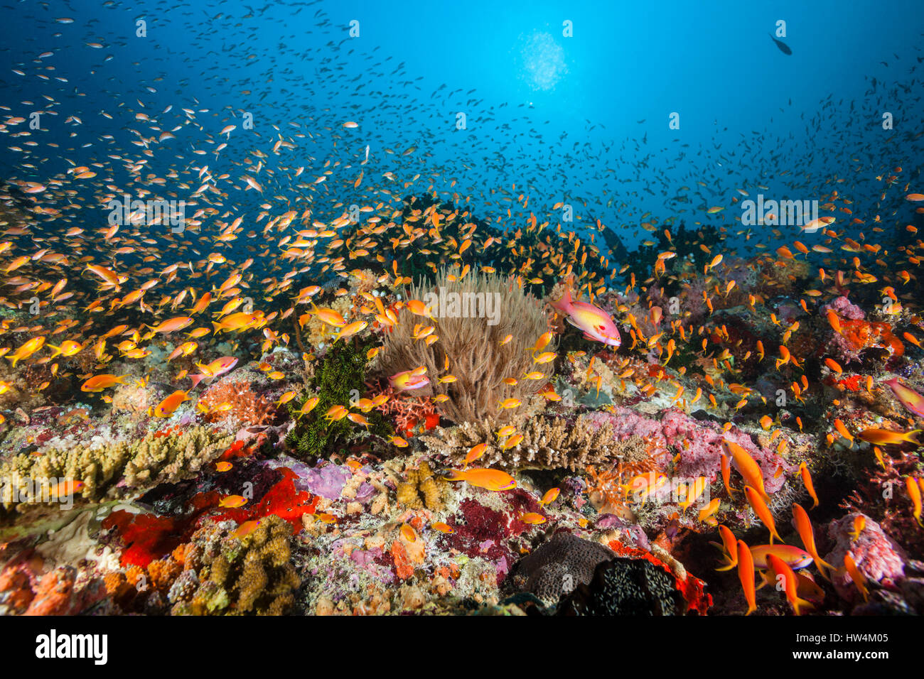 Bunte Korallenriff, Süd Male Atoll, Malediven Stockfoto