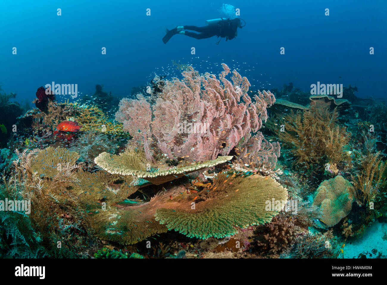 Scuba Diver über Korallenriff, Raja Ampat, West Papua, Indonesien Stockfoto