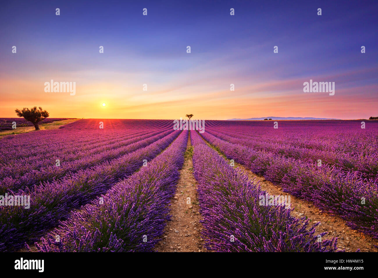 Lavendel Blumen blühenden Feld, einsamen Bäumen bergauf auf Sonnenuntergang. Valensole, Provence, Frankreich, Europa. Stockfoto