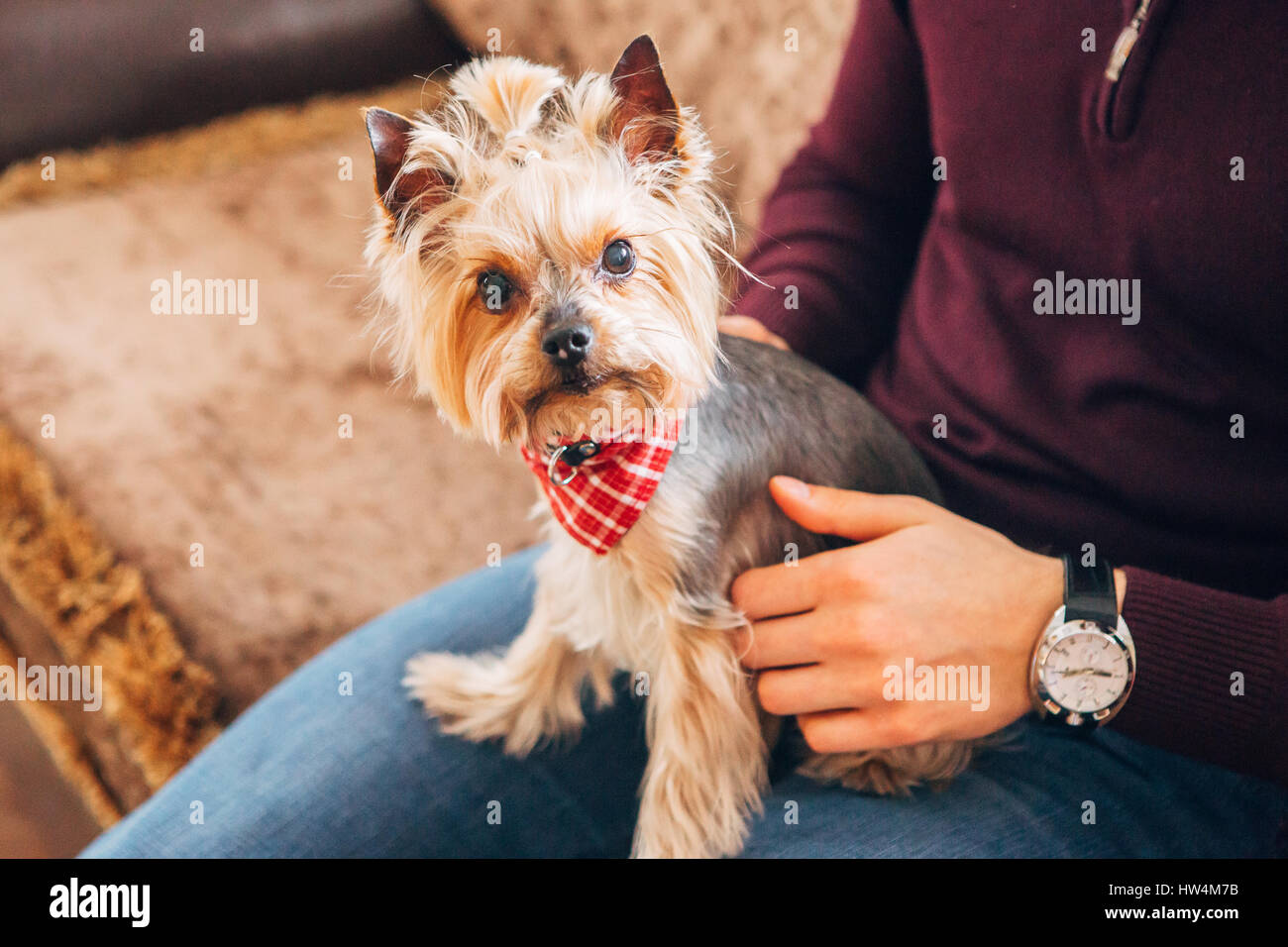 der kleine Hund auf dem Schoß der Männer Stockfoto