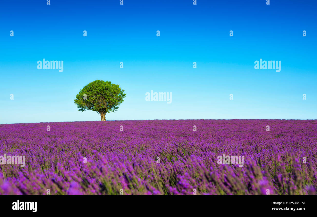 Lavendel Blumen blühen Feld und einem einsamen Baum bergauf. Valensole, Provence, Frankreich, Europa. Stockfoto