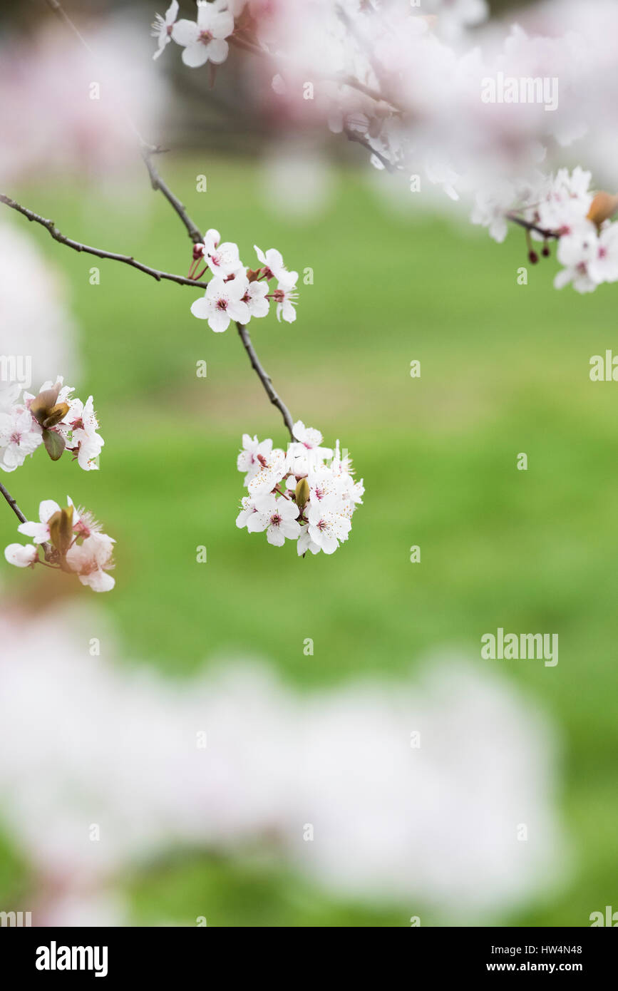 Prunus Cerasifera Pissardii. Lila blätterige Pflaume. Kirschbaum Blüte Stockfoto