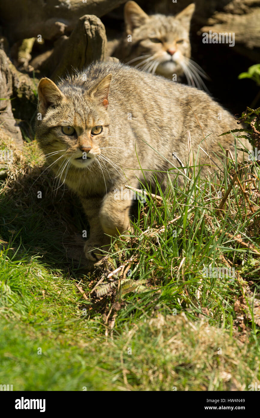 Europäische Wildkatze stalking Raub durch Gras Stockfoto