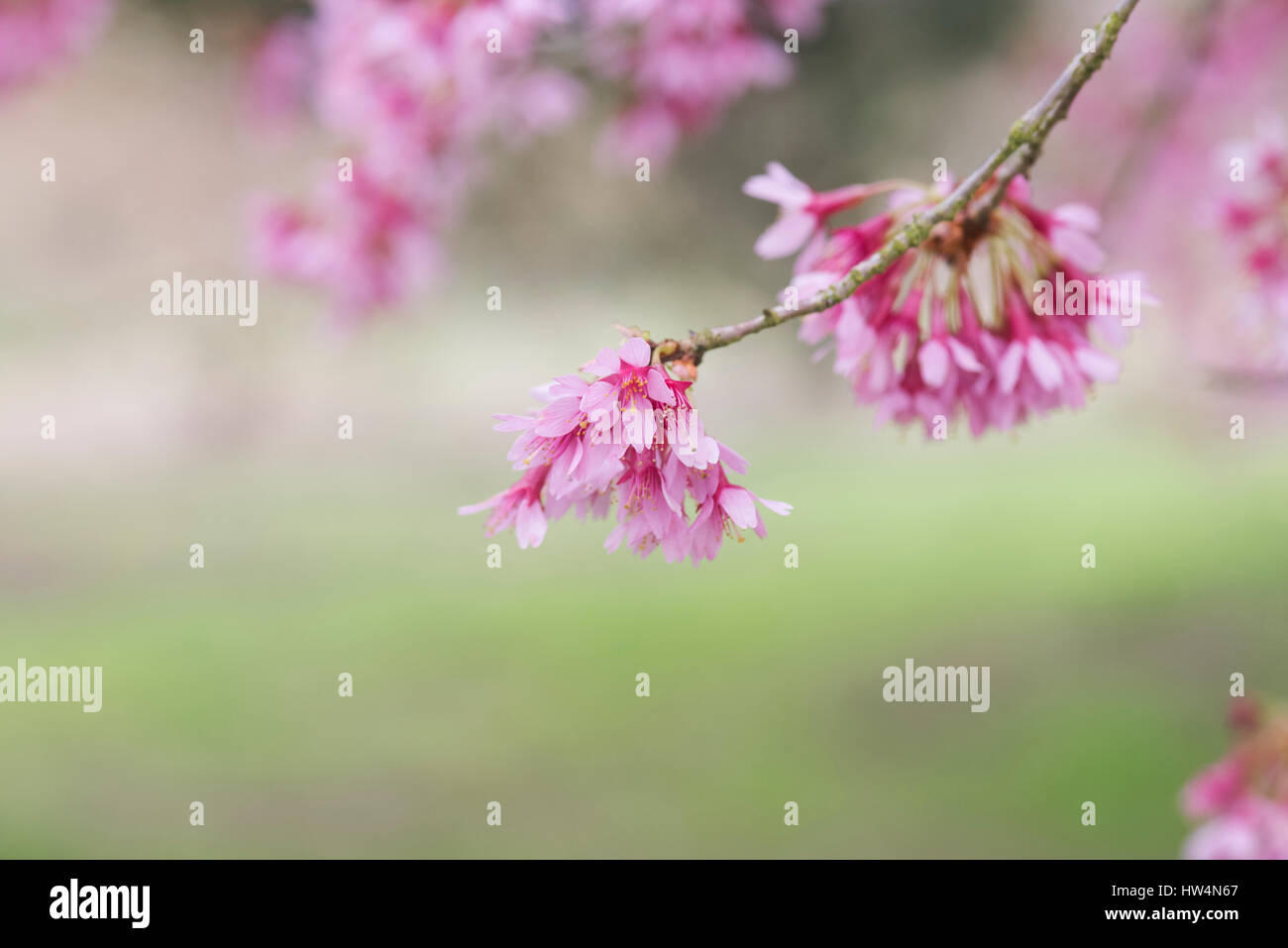 Prunus X incam Okame. Okame, blühenden Kirschbaum. Zier-Kirsche Stockfoto