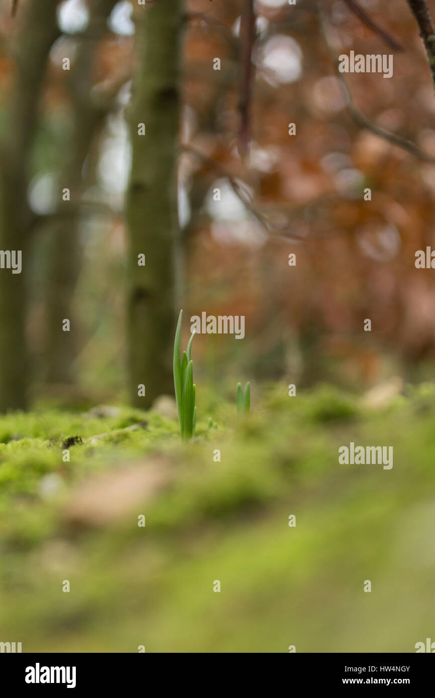 Narzissen sprießen im Wald Stockfoto