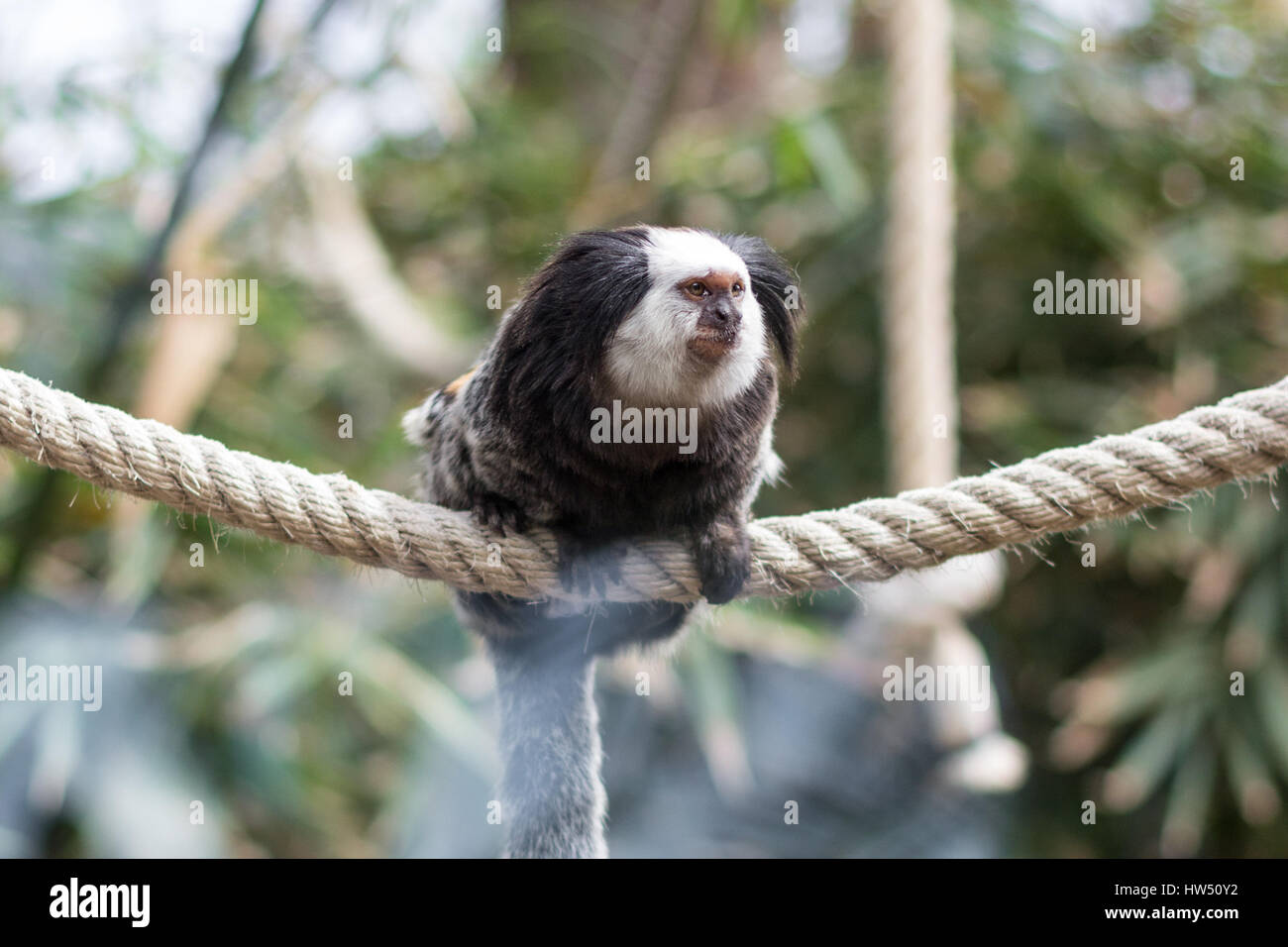 Geoffroy Marmoset - Affe sitzt auf Seil Stockfoto