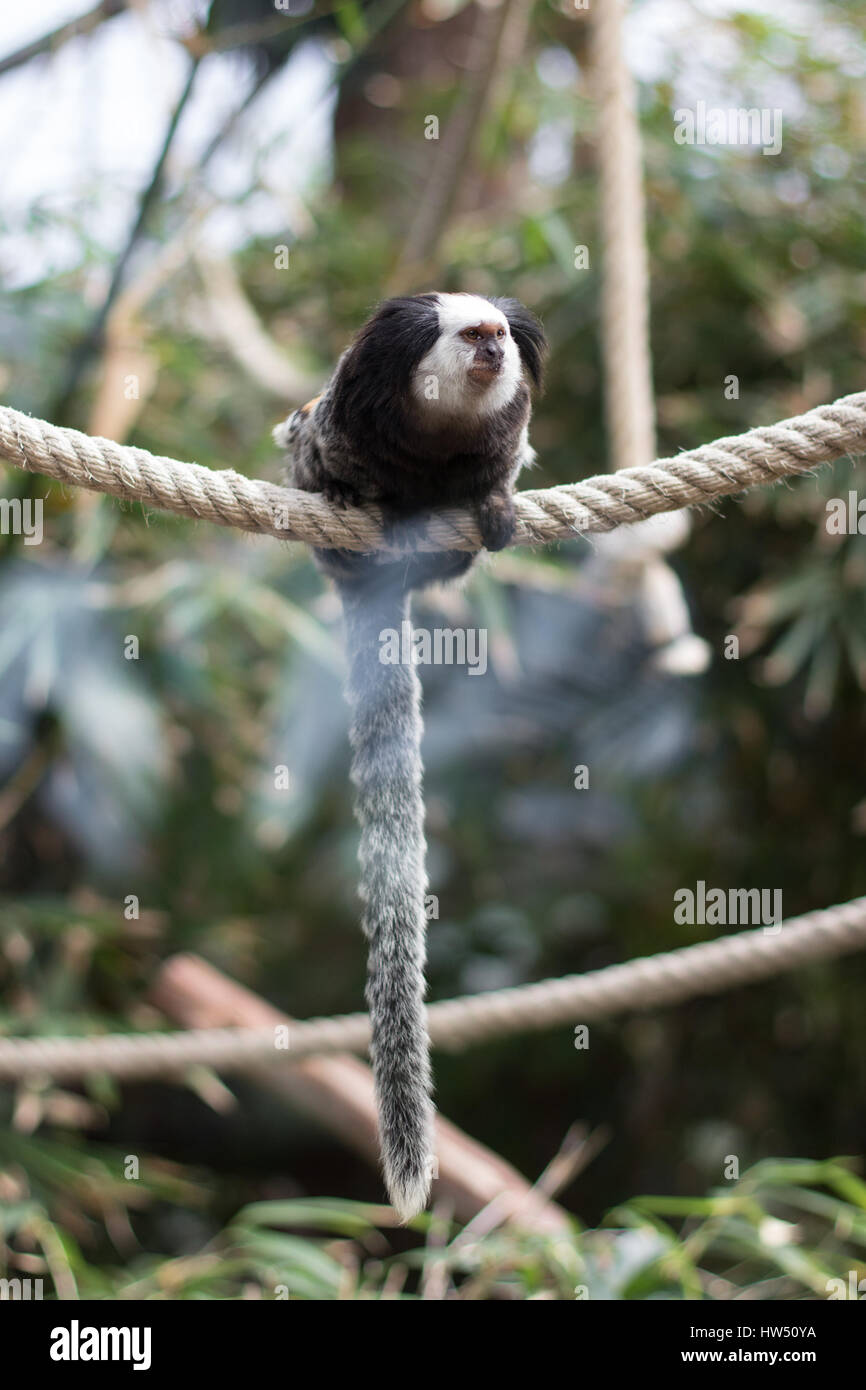 Geoffroy Marmoset - Affe sitzt auf Seil Stockfoto