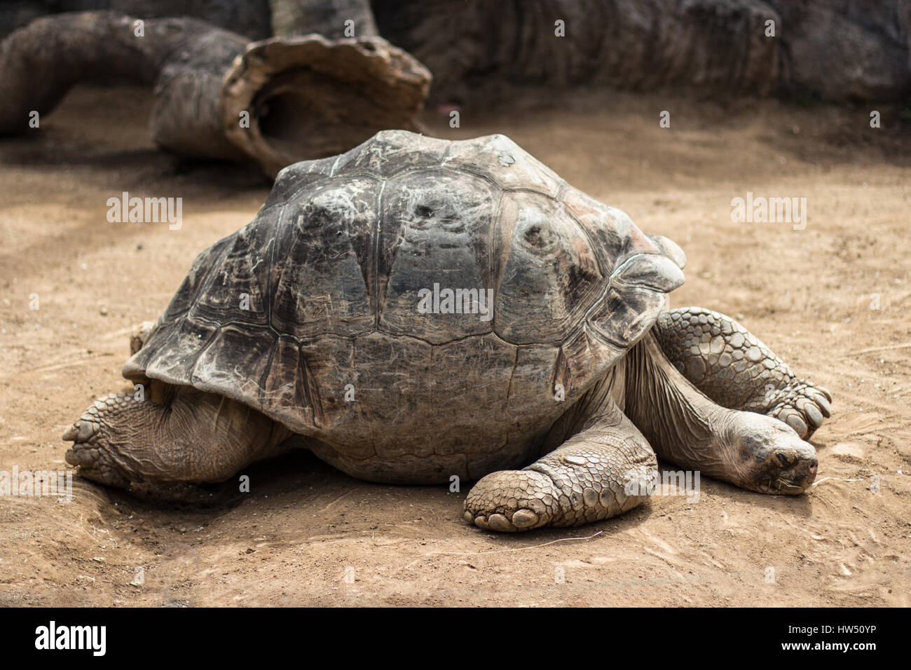 sehr alte und große Schildkröte - Galapagos Schildkröte Stockfoto