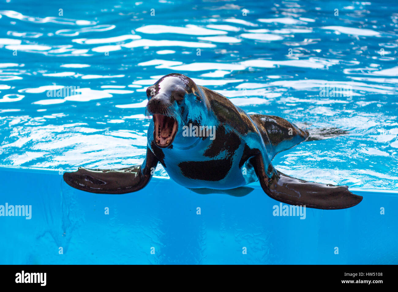 Seelöwe / versiegeln mit offener Schnauze im Poolwasser Stockfoto