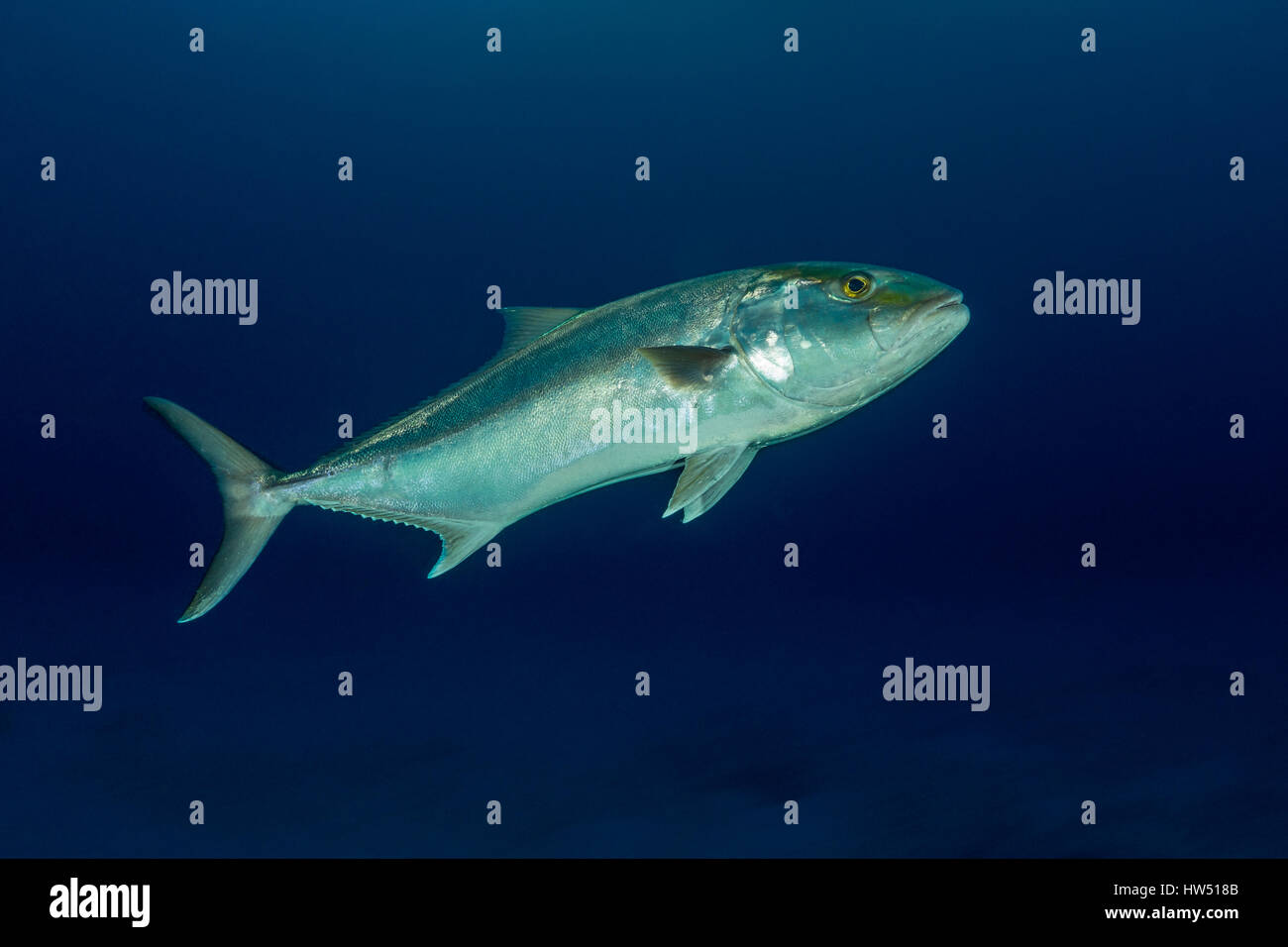 Größere Amberjack, Seriola Dumerili, Tiger Beach, Bahamas Stockfoto