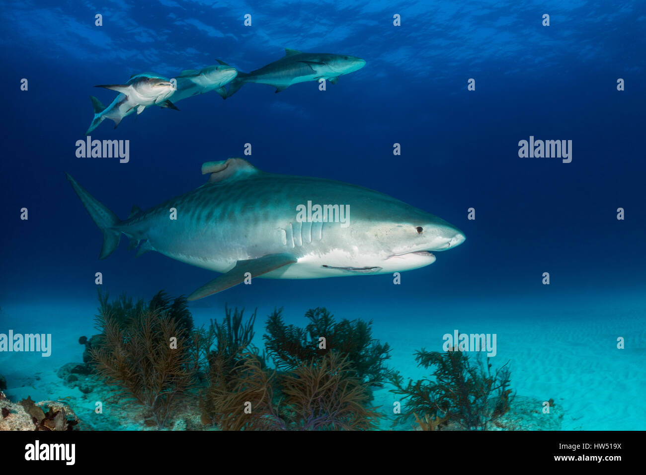 , Tiger Shark, Galeocerdo cuvier, Tiger Beach, Bahamas Stockfoto