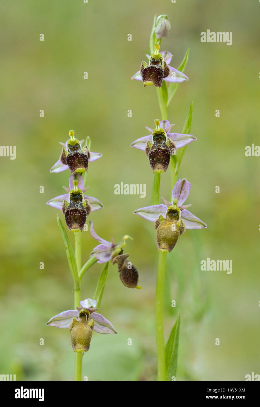 Waldschnepfe Orchidee, Blütenstand, Ophrys Scolopax, wilde Orchidee, Andalusien, Spanien Stockfoto