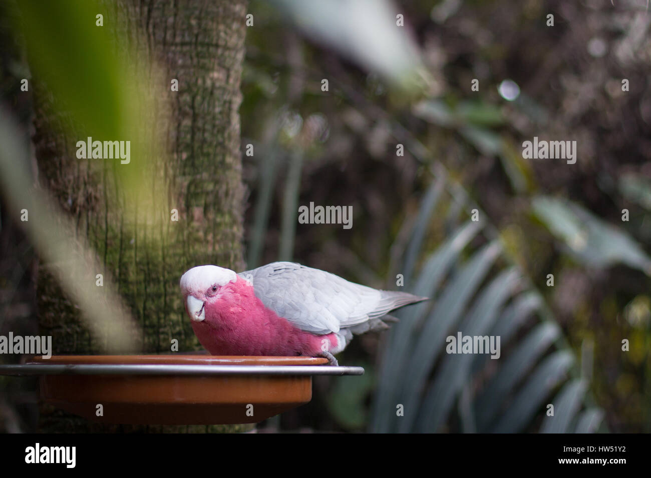 rote Kakadu Oberkörper Kanarienvogel - rosa Papagei Stockfoto