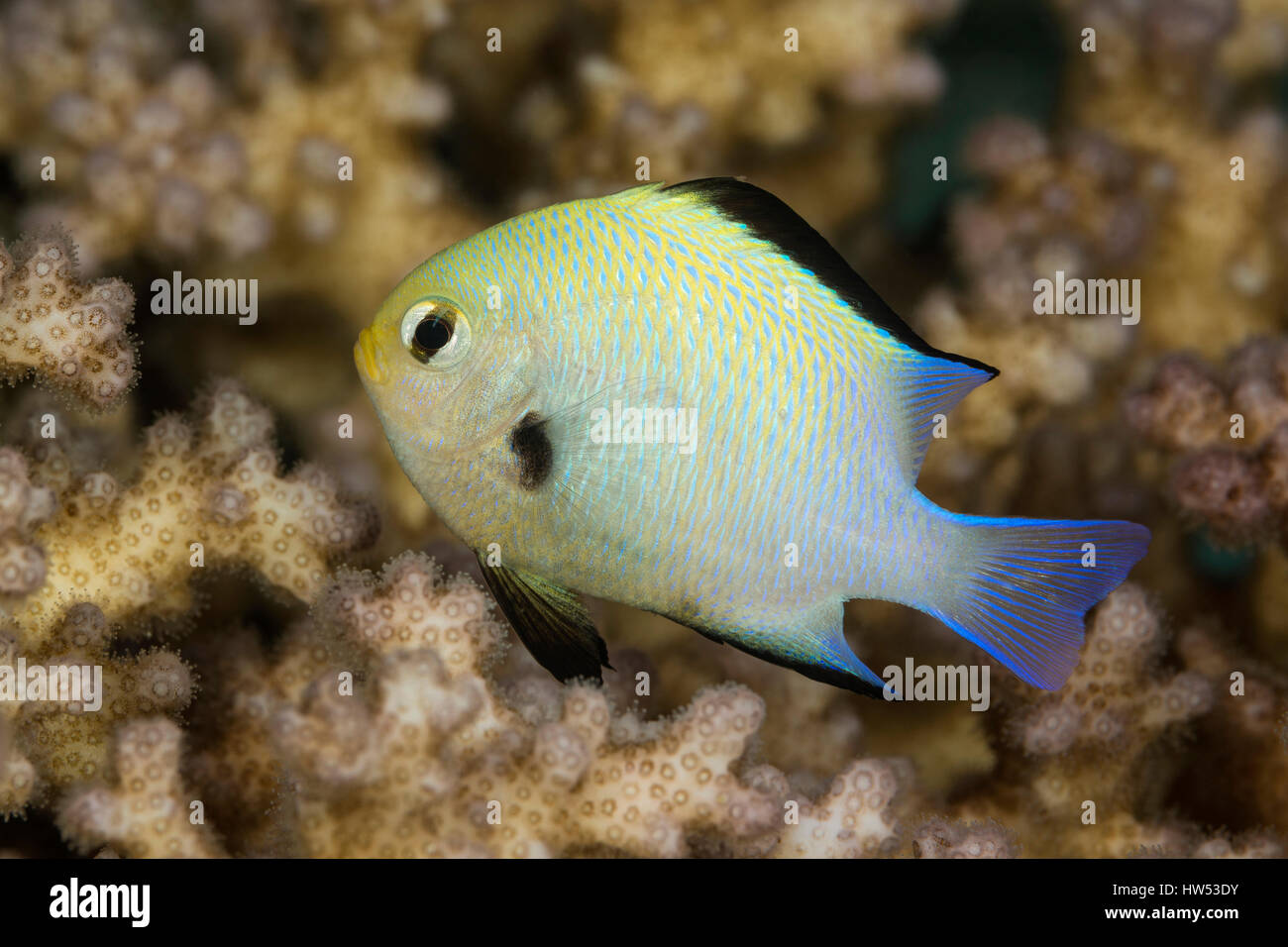 Half Moon Riffbarsche, Dascyllus Marginatus, Marsa Alam, Rotes Meer, Ägypten Stockfoto