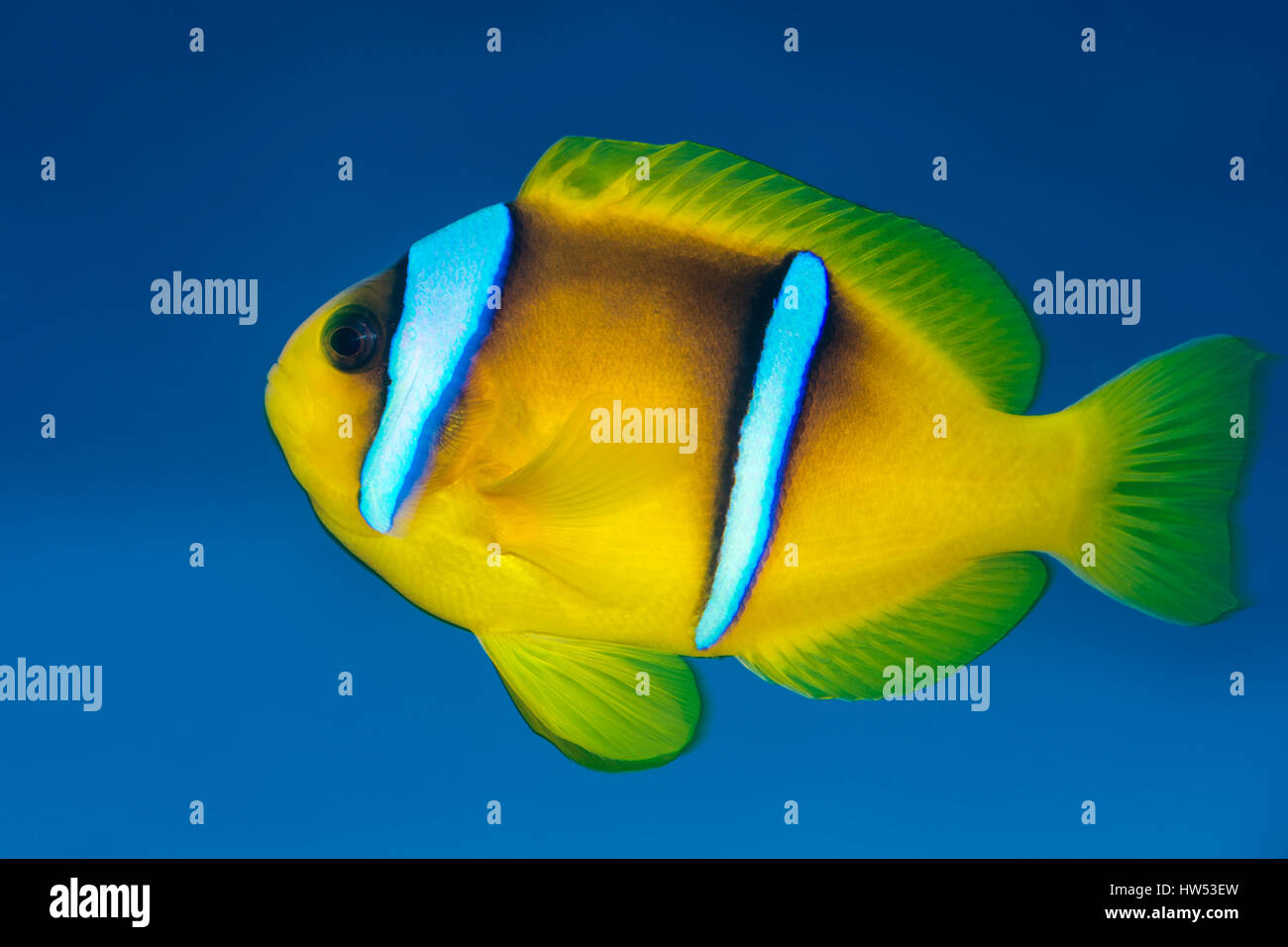 Rotes Meer Anemonenfische, Amphiprion Bicinctus, Marsa Alam, Rotes Meer, Ägypten Stockfoto