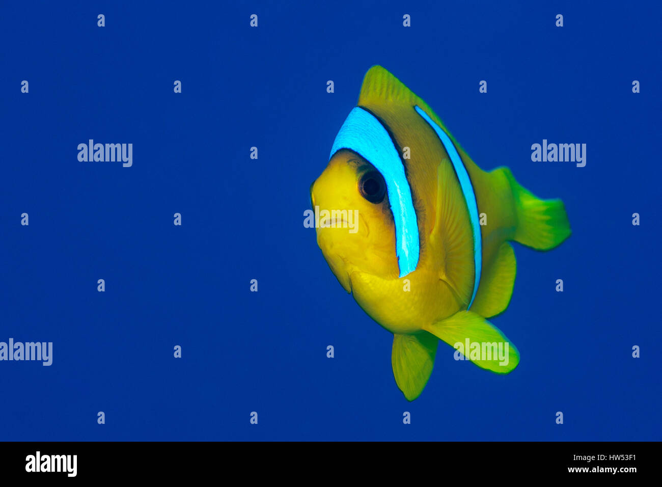 Das rote Meer, anemonenfischen Amphiprion bicinctus, Marsa Alam, Rotes Meer, Ägypten Stockfoto