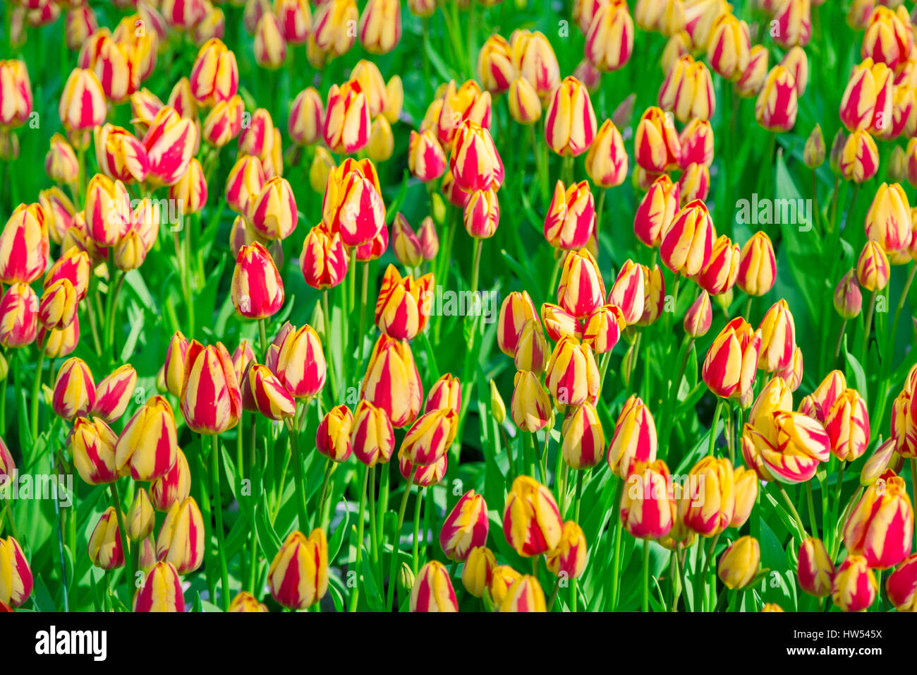 Blumenwiese gestreiften Tulpen in den Keukenhof Stockfoto