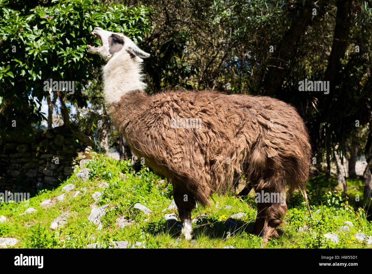 Lama (Lama Glama) Gähnen, Festung Kuelap, Chachapoyas Kultur, Provinz Amazonas, Peru, Südamerika Stockfoto Lama (Lama Glama) Gähnen, Festung Kuelap, Chachapoyas Kultur, Provinz Amazonas, Peru, Südamerika Stockfoto