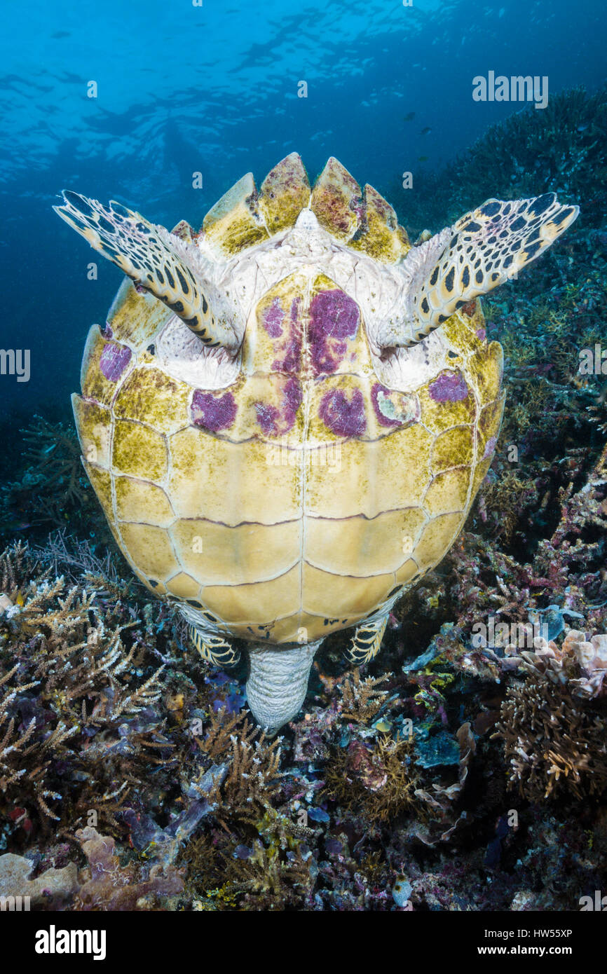 Sea Hawksbill Turtle, Eretmochelys Imbricata, Raja Ampat, West Papua, Indonesien Stockfoto
