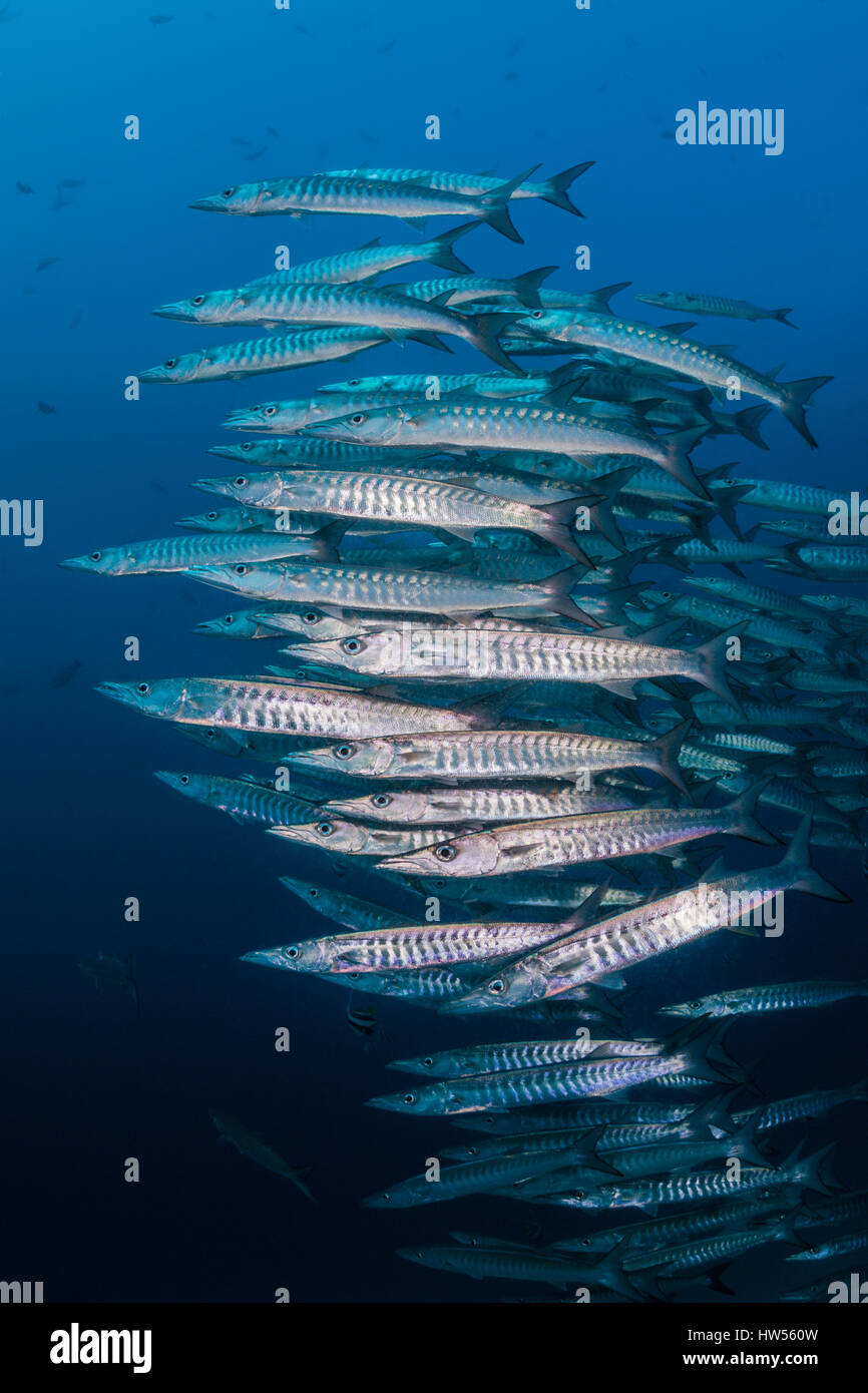 Fischschwarm von Chevron Barrakudas, größten Qenie, Raja Ampat, West Papua, Indonesien Stockfoto