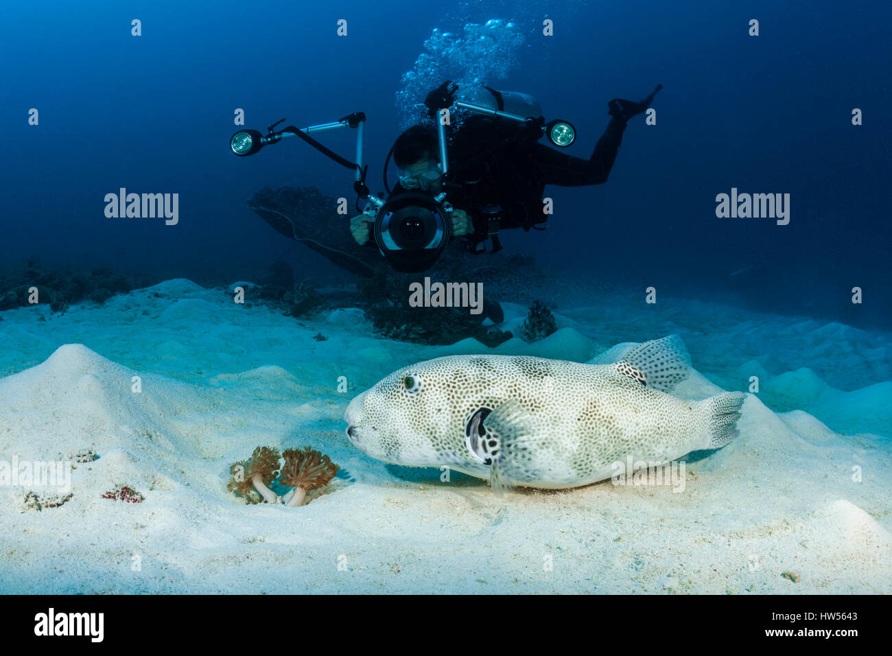 Taucher unter Bilder der Stern-Kugelfisch, Arothron Stellatus, Raja Ampat, West Papua, Indonesien Stockfoto