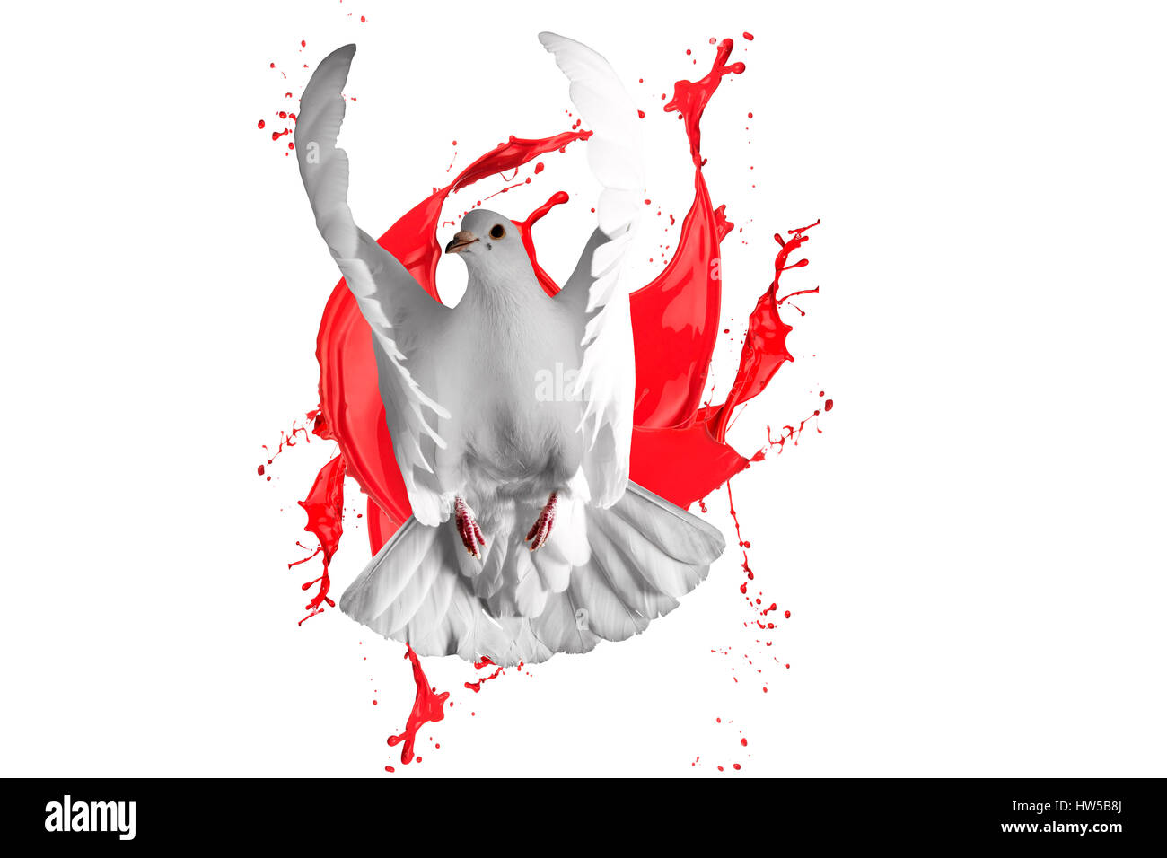 weiße Taube fliegen auf weißem Hintergrund und roter Farbe, Frühling,  Farben, schöne Farben, Drucke, Kunst, kreativ, Kosmetik, Werbetafeln, Laser  pr Stockfotografie - Alamy