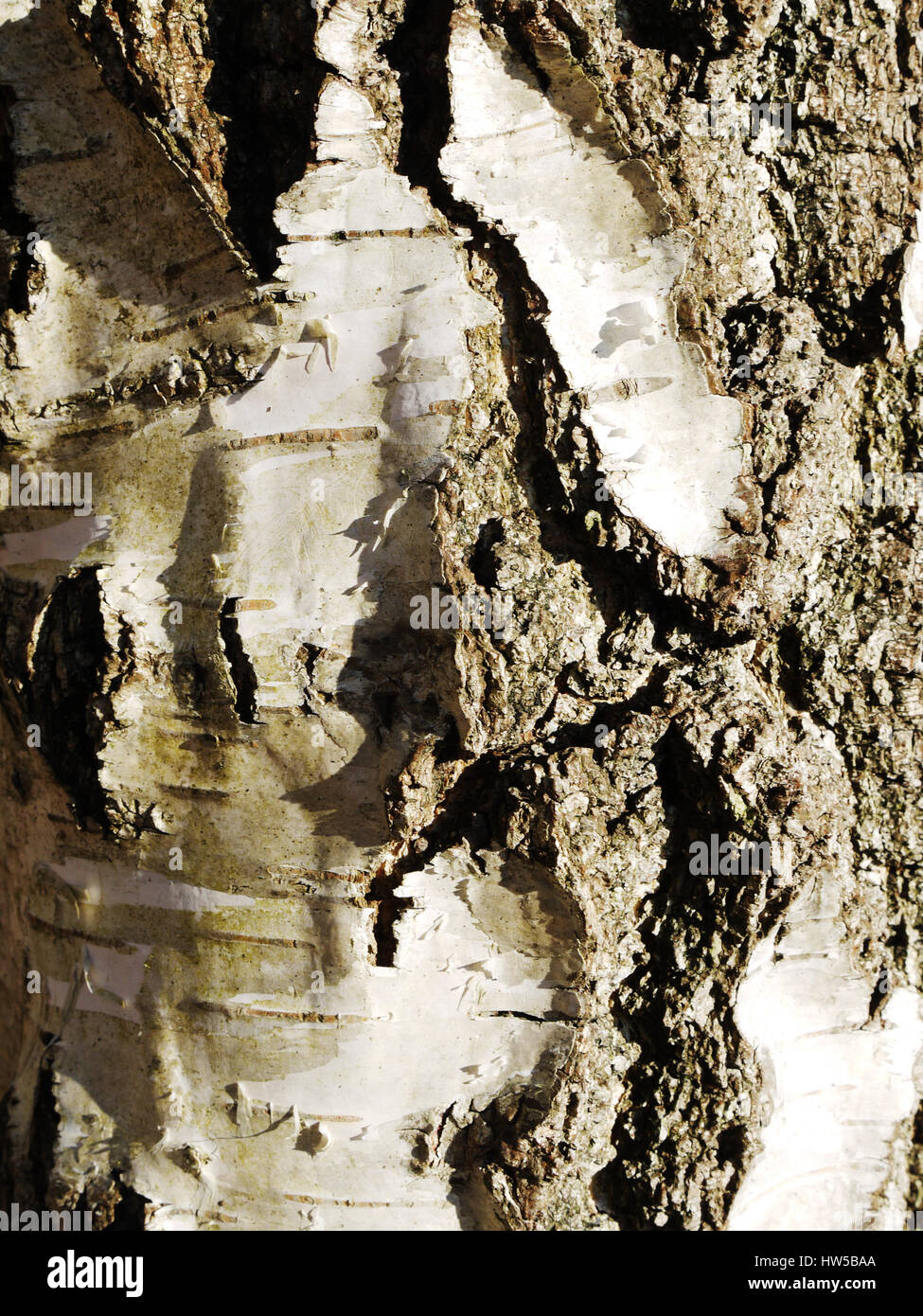 Nahaufnahme der Rinde eines Baumes Stockfoto