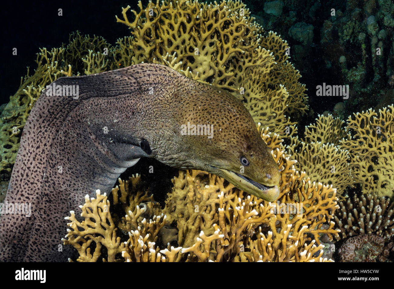 Riesenmuräne, gymnothorax Javanicus, Marsa Alam, Rotes Meer, Ägypten Stockfoto
