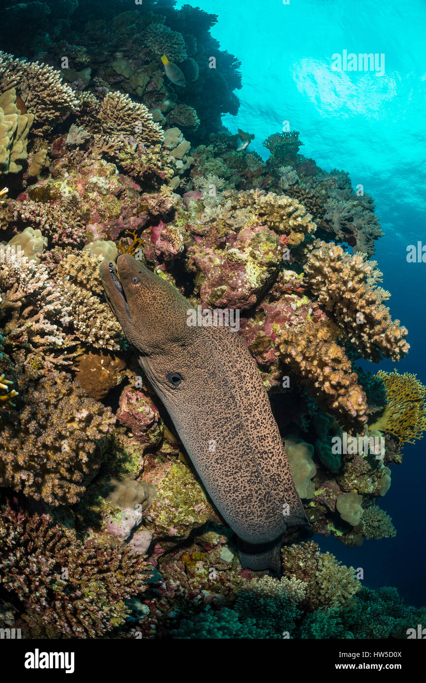 Riesenmuräne, gymnothorax Javanicus, Marsa Alam, Rotes Meer, Ägypten Stockfoto