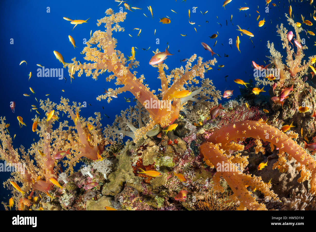 Farbige Weichkorallen, Dendronephthya sp., Elphinstone Riff, Rotes Meer, Ägypten Stockfoto
