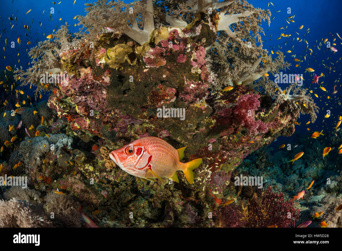 Sabre Squirrelfish, Sargocentron Spiniferum, Elphinstone Reef, Rotes Meer, Ägypten Stockfoto