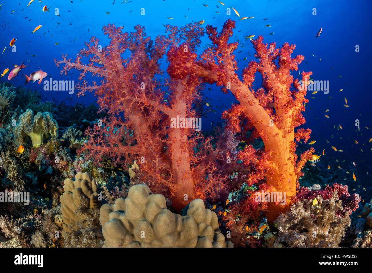 Red soft Coral, Dendronephthya sp., Elphinstone Riff, Rotes Meer, Ägypten Stockfoto