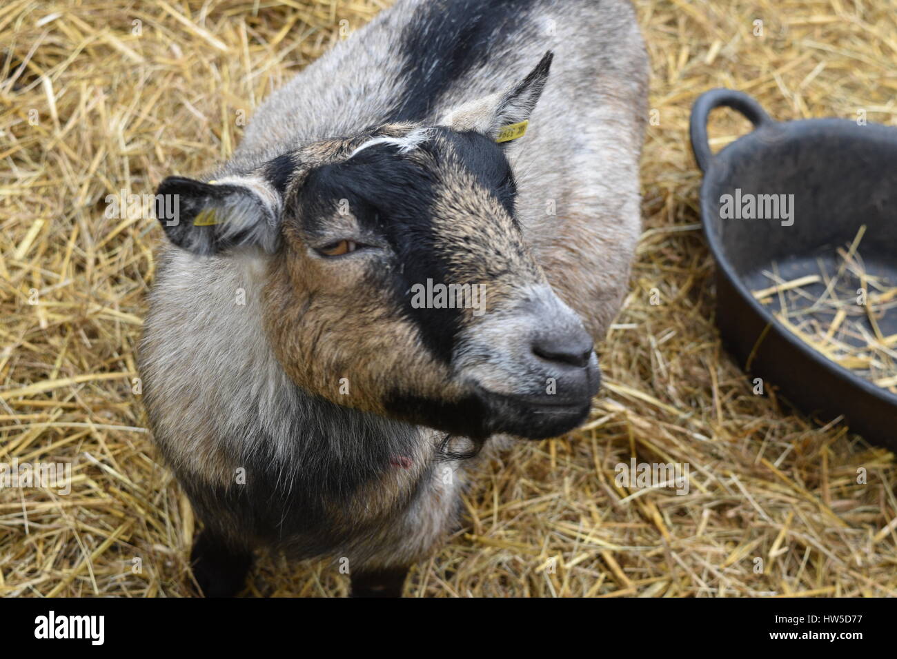 Mürrisch kleine Ziege Stockfoto