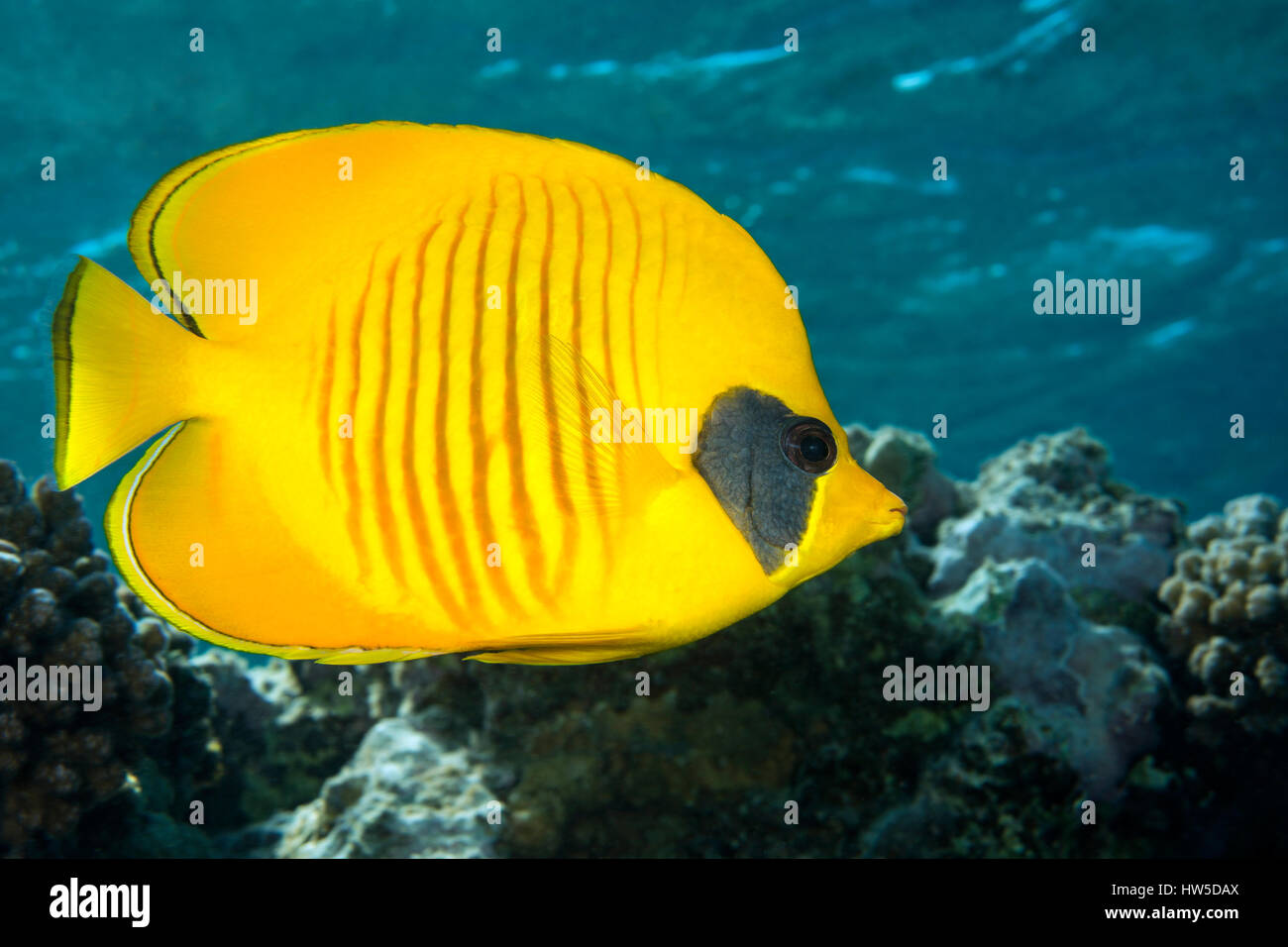 Maskiert Butterflyfish, Chaetodontidae Semilarvatus, Marsa Alam, Rotes Meer, Ägypten Stockfoto