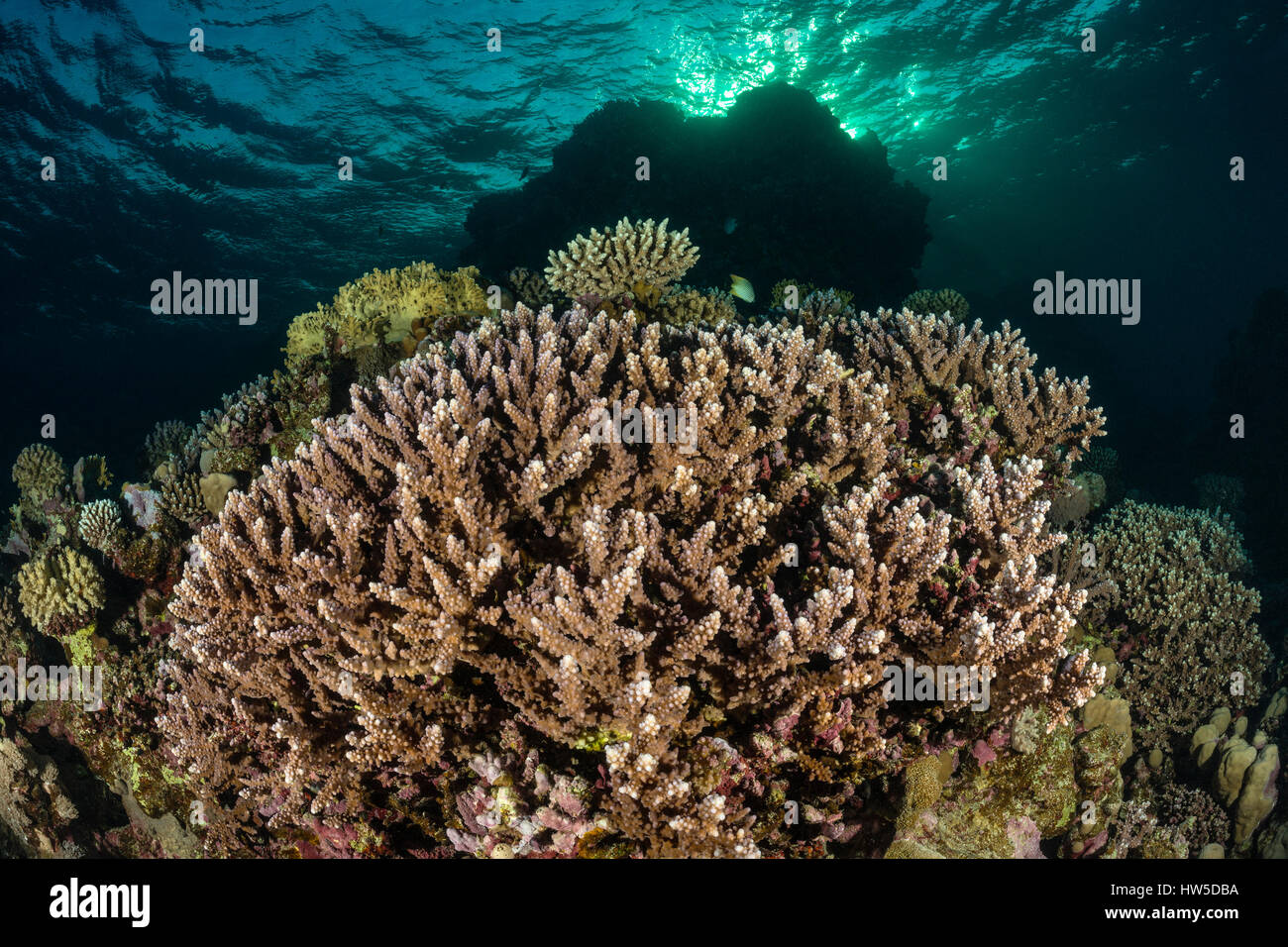 Harte Korallenriff Acropora Cerialis, Marsa Alam, Rotes Meer, Ägypten Stockfoto