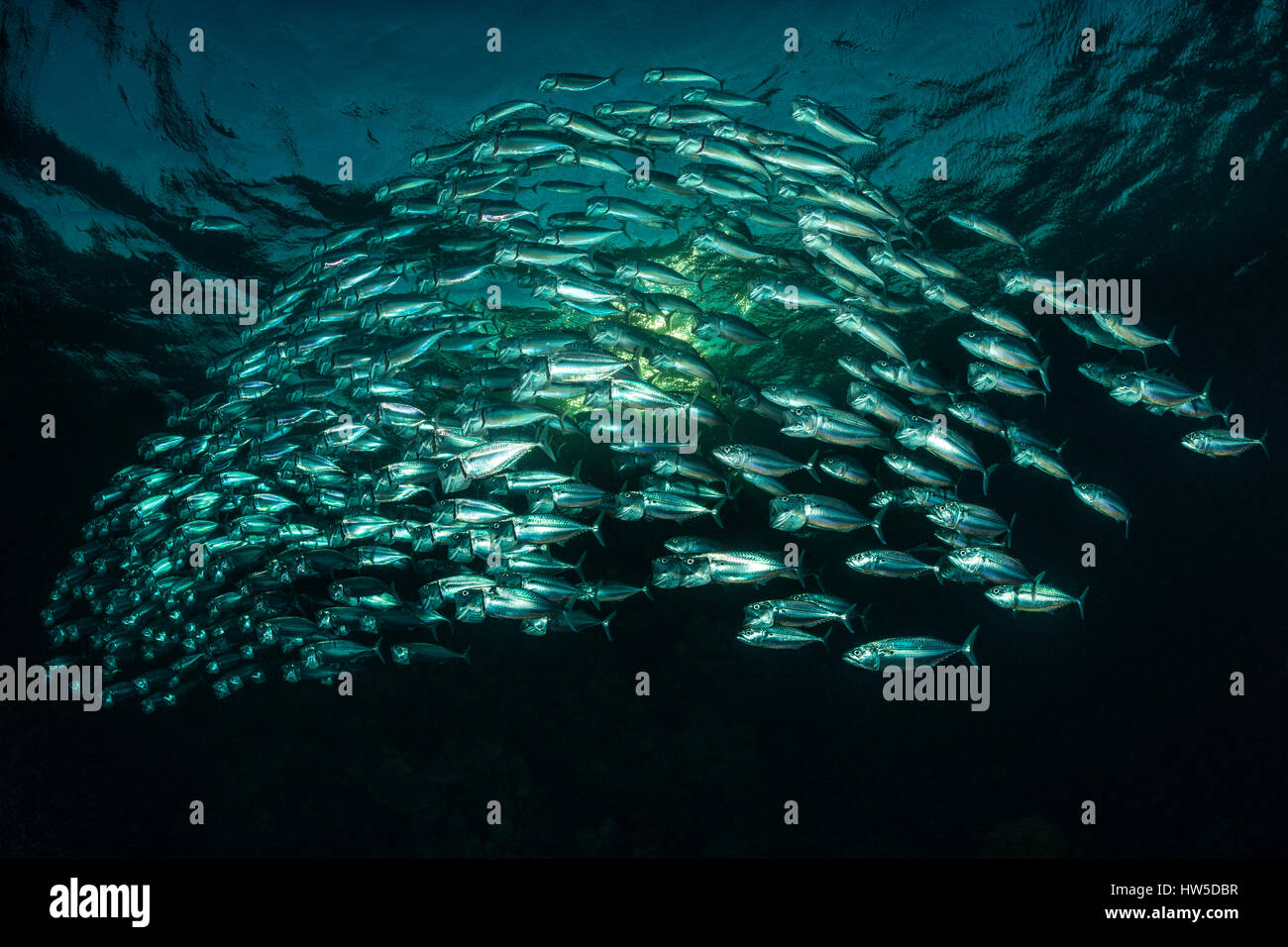 Der Indische Makrele, flachem Rastrelliger Kanagurta, Marsa Alam, Rotes Meer, Ägypten Stockfoto